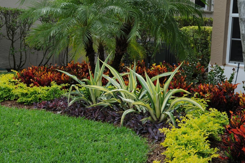 front yard landscaping ideas with palm trees MEMES