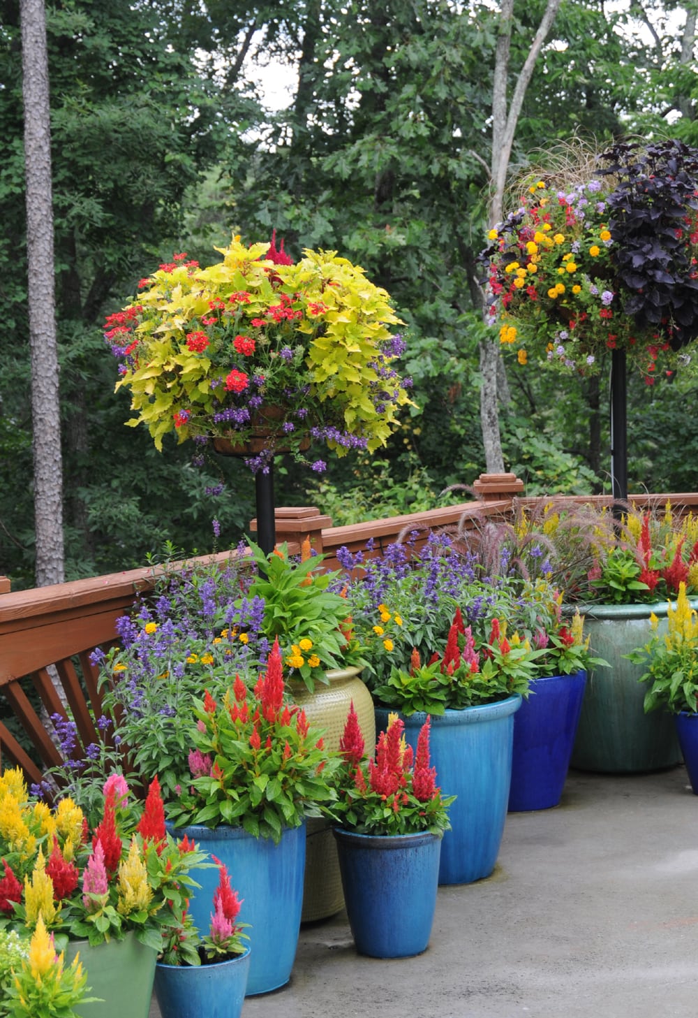 Container-gardens-palm-beach-gardens-3-pamela-crawford - Pamela Crawford