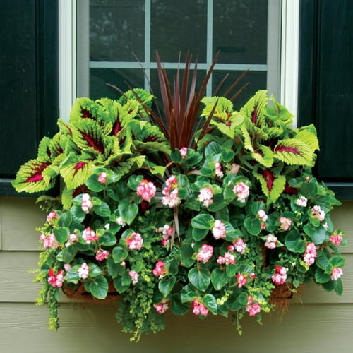 Window-box-11-ts-pamela-crawford - Pamela Crawford