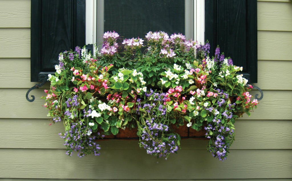 Palm-Beach-window-boxes-9