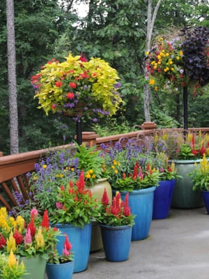 Show stopping container garden