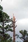 Pine that snapped