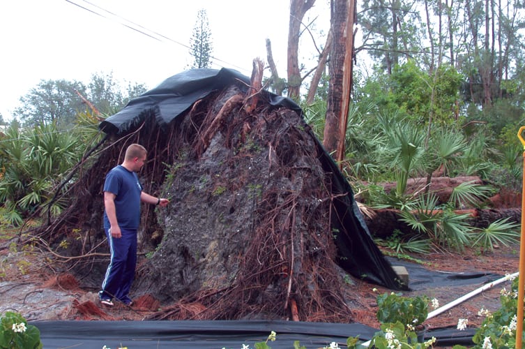 Palm Trees Adapted to Withstand Hurricanes, Forest Ecologist Says